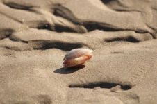 海的潮汛，藏匿于贝壳的耳语