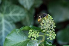 想象“机器昆虫——胡蜂和黄蜂”500字周记
