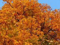 金色的秋天 - 秋天的叶子作文500字