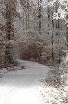 白雪皑皑的冬天 - 冬天写景作文800字