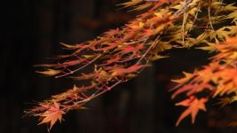 江南的秋天 - 描写秋景的作文1500字