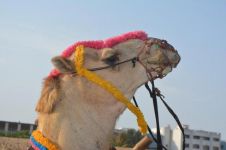 暑假周记400字：骑骆驼