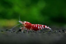 小虾 - 观察动物周记150字