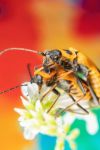 甲虫的一生 - 关于甲虫的周记200字