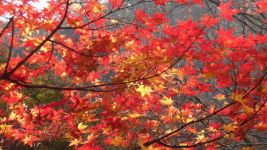周记300字：我爱秋天的树叶