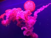 水母 - 参观海洋馆周记400字