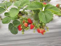 摘草莓 - 初一周记450字