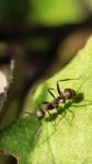 蚂蚁采食
