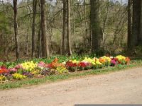 春天的色彩 - 关于春天的作文700字