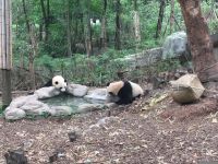 参观大熊猫馆 - 游记作文300字