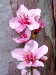 爱美的桃树示例