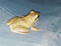 我学了蛙蛙跳
