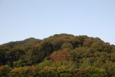 秋天的树叶 - 初中写景作文