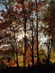 秋天，阳光好暖 - 四季写景的作文800字