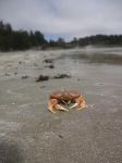 海边捉螃蟹的周记