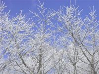 济宁的春雪 - 描写雪景的作文900字