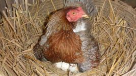 母鸡孵蛋示例