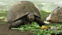 小乌龟吃“晚餐”