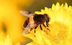 蜜蜂周记大纲